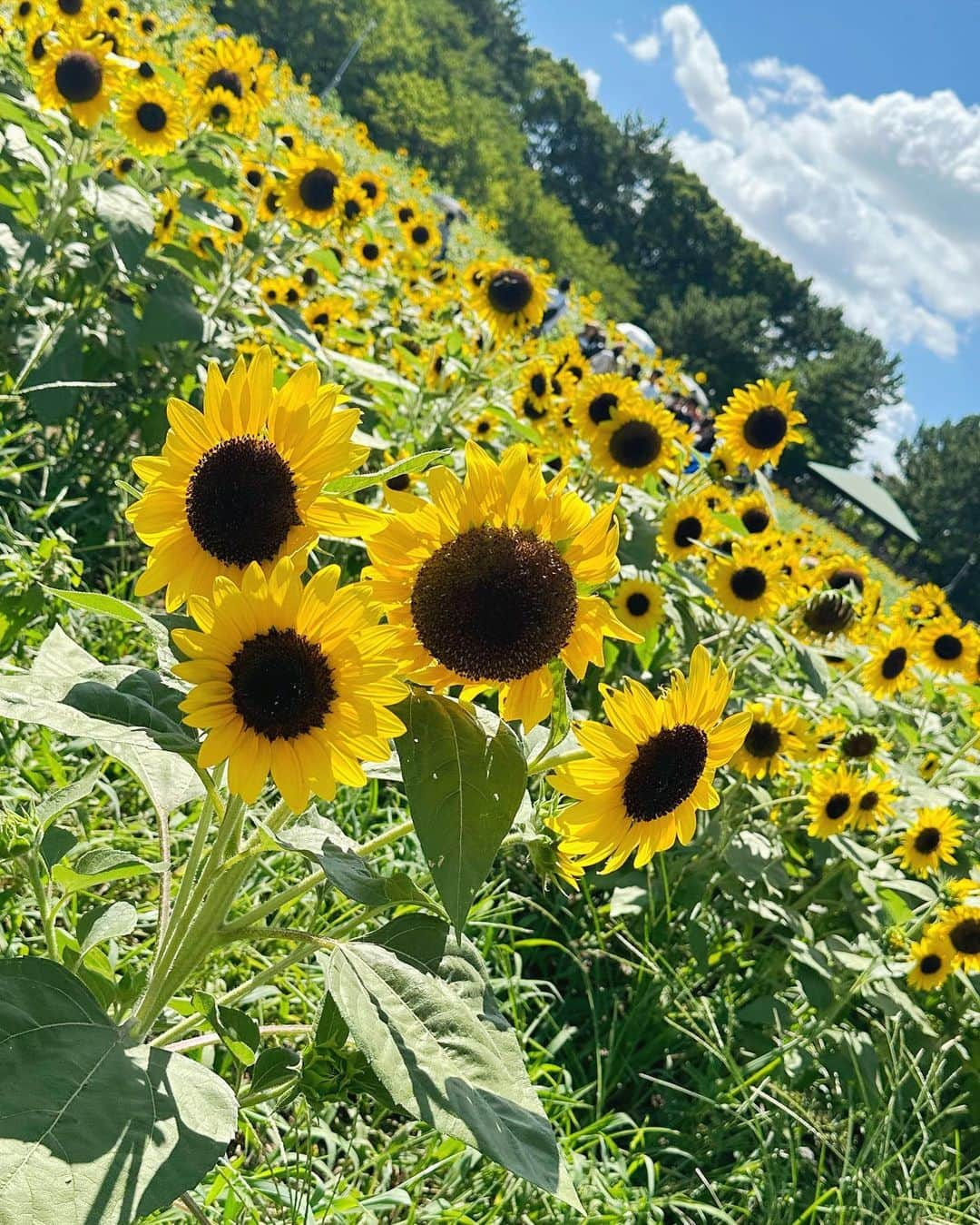 瑠川リナさんのインスタグラム写真 - (瑠川リナInstagram)「🌻」8月13日 10時03分 - rukarina_insta