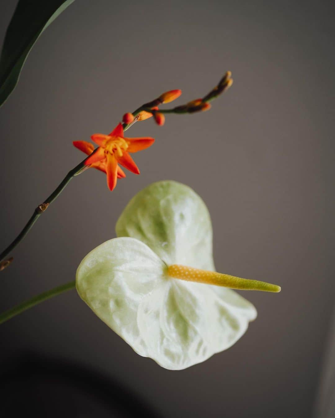 市川渚のインスタグラム：「. . サービスローンチから使い続けている #LIFFT定期便 今月のお花はアンスリウム。ここ最近、束をバラして飾ることが多かったけど、今回はお花のかたちといろの組み合わせが可愛かったのでそのまま🪷  I've been using the LIFFT flower subscription since its launch. This month's flower is anthurium. Recently, I often separated the bouquet to display the flowers, but this time the shape and color combination of the flowers were so lovely that I put them as they came.」