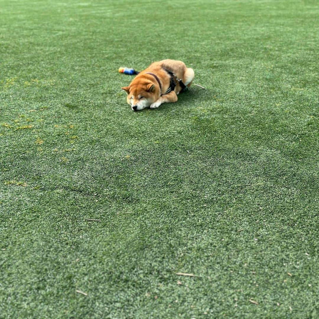 Shibainu Pontaさんのインスタグラム写真 - (Shibainu PontaInstagram)「#柴犬おちてます   #メルボルン」8月13日 10時13分 - pontasyk