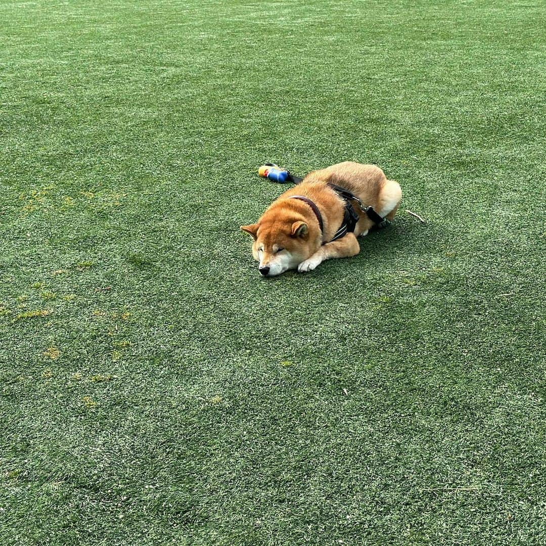 Shibainu Pontaさんのインスタグラム写真 - (Shibainu PontaInstagram)「#柴犬おちてます   #メルボルン」8月13日 10時13分 - pontasyk