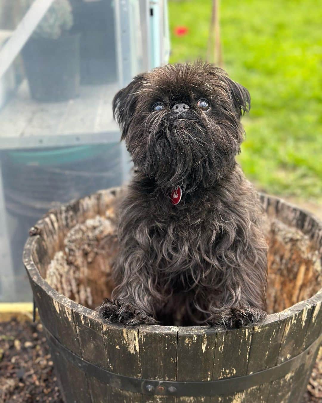 Digby & Aloのインスタグラム：「it’s almost spring which means it’s time to think about your spring garden! your griffons should be coming up about now but it’s not too late to plant if you haven’t already. they like very specific conditions so make sure you get it right - i planted plenty of treats and his favourite orange ball, but griffons in your area may have refined taste so i’d try a beef tenderloin or something else expensive and delicious. also you definitely have to let alo know where you live for… monitoring. he definitely won’t come and eat the steak then leave. 🫣」