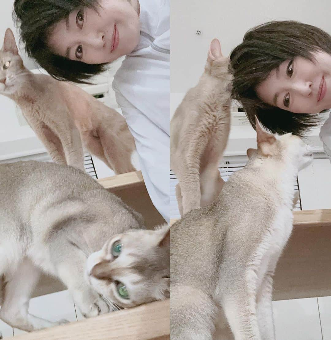 高島礼子さんのインスタグラム写真 - (高島礼子Instagram)「猫🐈ちゃん達と 癒しの時間  #猫 #猫のいる暮らし  #ありがとう #アビシニアン  #ソマリ  #シンガプーラ」8月13日 12時04分 - reico.official