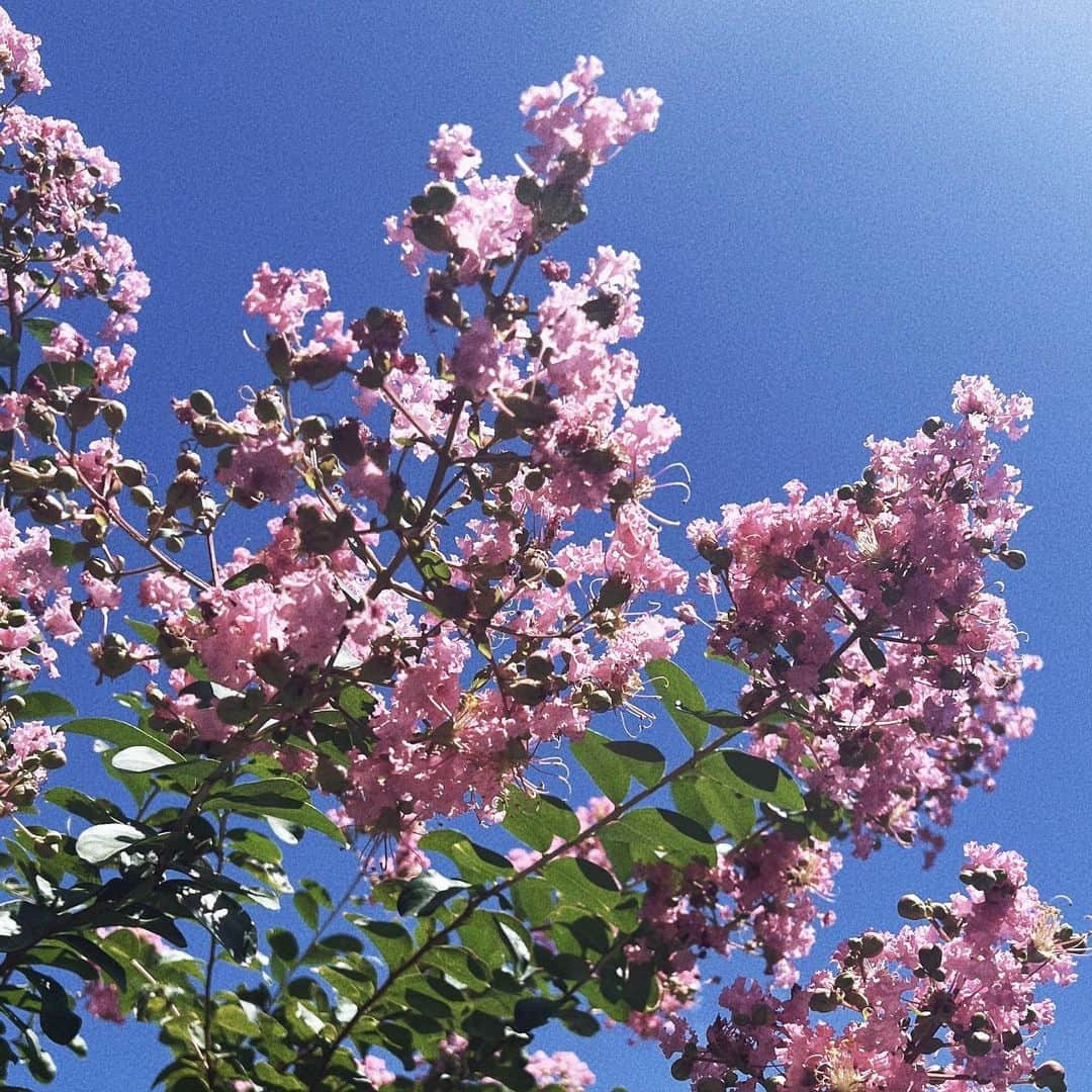 北村沙織さんのインスタグラム写真 - (北村沙織Instagram)「🌿🌿🌿  この木よく見るけどなんの木の花？」8月13日 12時28分 - kitamu__cng