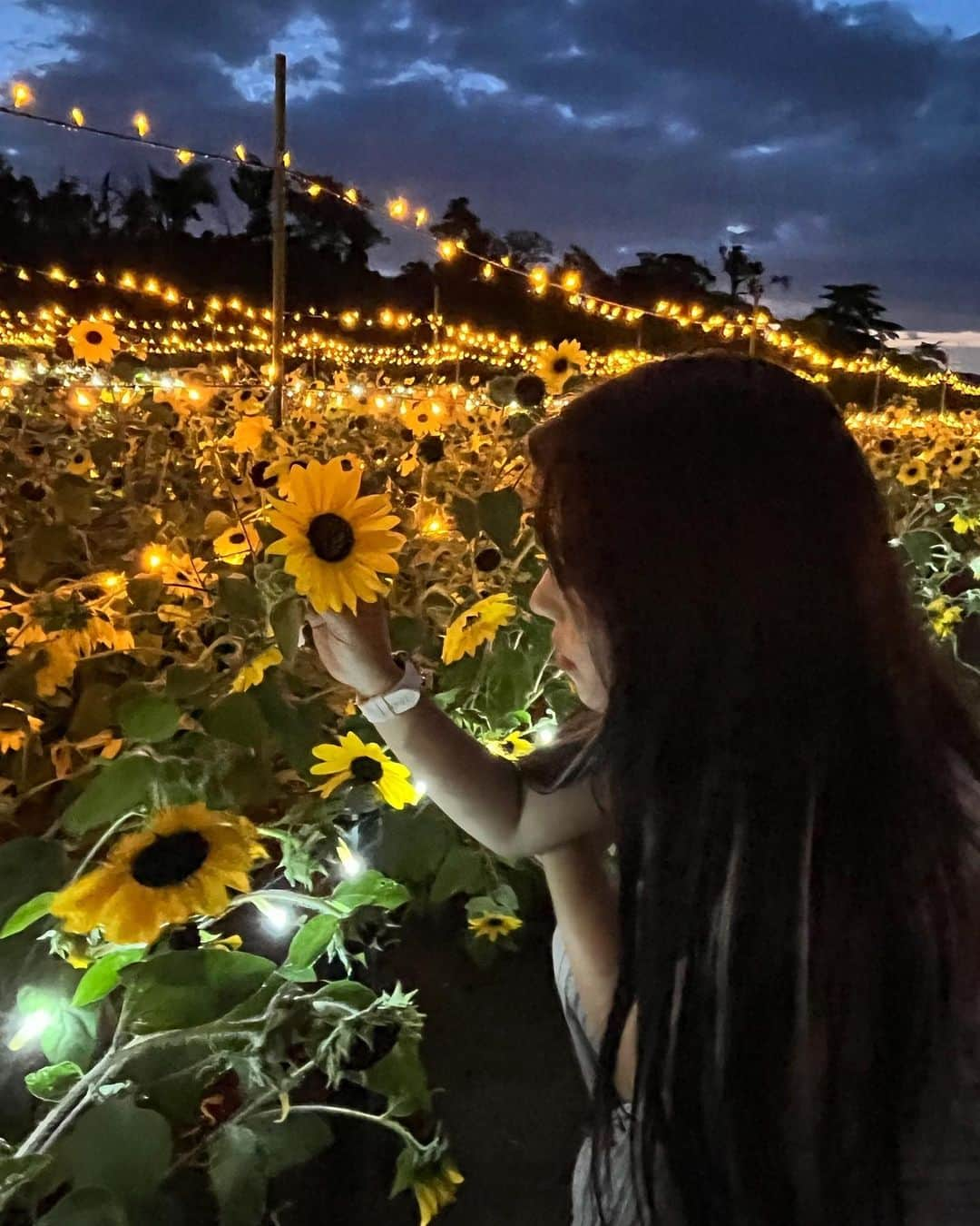 ひなちちさんのインスタグラム写真 - (ひなちちInstagram)「sunflower🌻  #ドイツ村 #ひまわりイルミネーション #sunflower #🌻 #夏だね #summer #summervacation #l4l #ffff #instagood #instagram #いいね返し」8月13日 12時41分 - hinachichi09