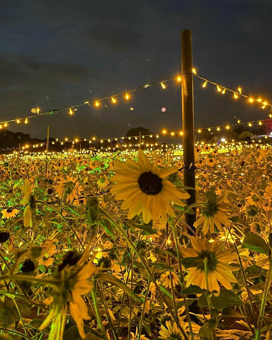 ひなちちさんのインスタグラム写真 - (ひなちちInstagram)「sunflower🌻  #ドイツ村 #ひまわりイルミネーション #sunflower #🌻 #夏だね #summer #summervacation #l4l #ffff #instagood #instagram #いいね返し」8月13日 12時41分 - hinachichi09