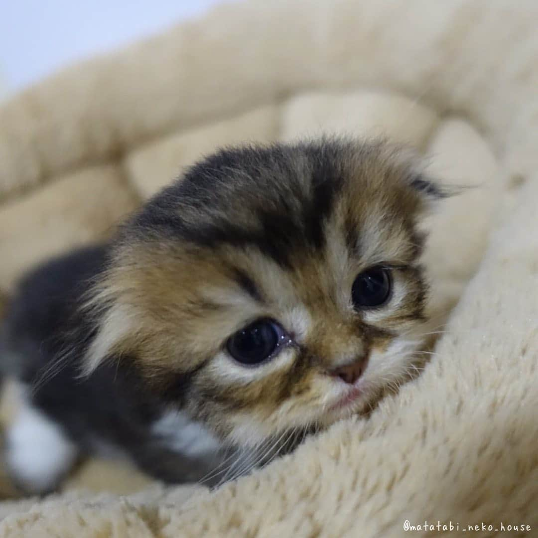 旅猫かあさんのインスタグラム：「🌞BABY CAT  2023年7月17日生まれ  【三男くん】  ご家族さま決まりました😽💕✨  お名前「Ｑくん」  #またたび猫ハウス　#猫ブリーダー　#子猫販売 #スコティッシュフォールド　#猫　#子猫　#こねこ　#にゃんすたぐらむ　#scottishfold #scottishfoldlovers #scottishfoldsoinstagram #cutepetclub #my_loving_pet #catsofgram #bestmeow #bestcats_oftheworld #cat_features #meowsandwoofs #mofmo #kittensofinstagram #adorable #excellent_cat #igcutest_animals #cat #instacat」