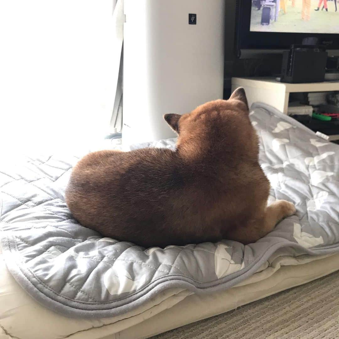 柴犬はなこ Shibainu Hanakoのインスタグラム：「既視感…☺️💕涼しいお部屋でのんびりな夏🎐 #shiba #dog #shibainu #cat #犬 #柴犬 #保護猫 #里親募集中」