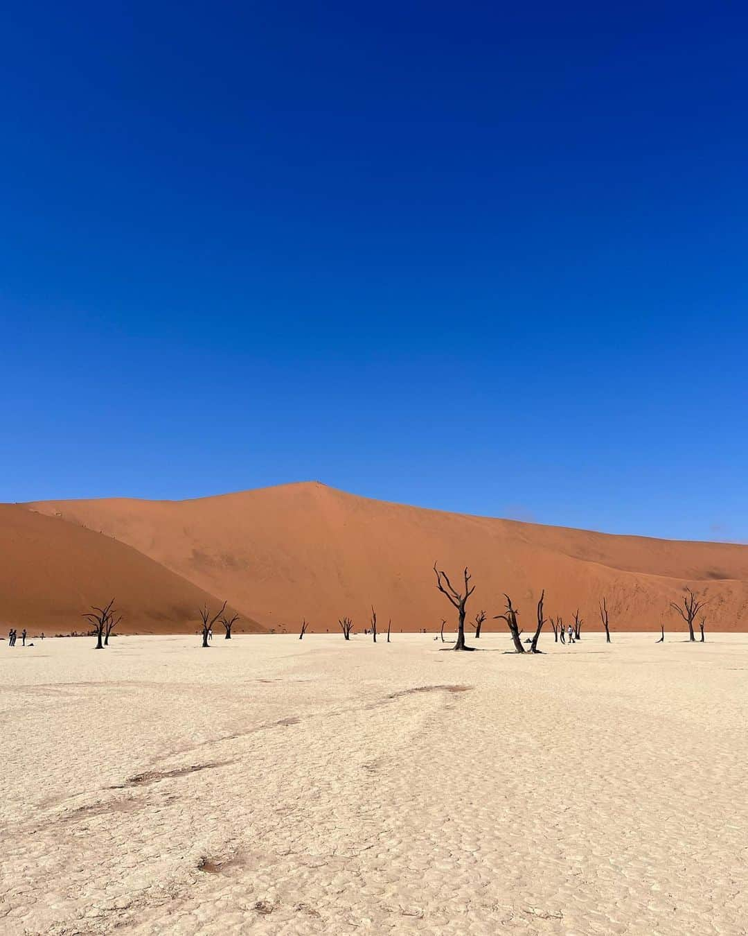 エレナ・アレジ・後藤さんのインスタグラム写真 - (エレナ・アレジ・後藤Instagram)「dune」8月13日 15時54分 - alesihelena