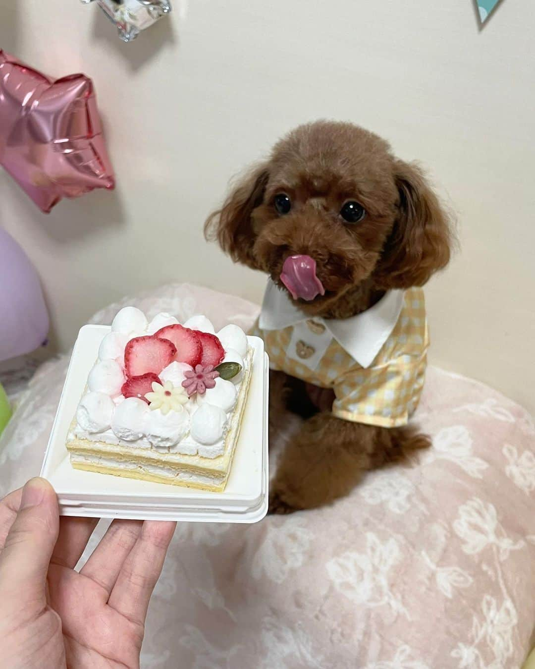 平野もえさんのインスタグラム写真 - (平野もえInstagram)「お誕生日おめでとう🐶🎂🩷  家族になってくれてありがとう。 これからも一緒に 楽しい時間を過ごしていこうね〜♡  #トイプードル #女の子 #お誕生日 #お誕生日ケーキ #お誕生日プレゼント #お誕生日おめでとう #お誕生日会 #お誕生日パーティー #4歳 #いつもありがとう」8月13日 15時56分 - moe_11.08