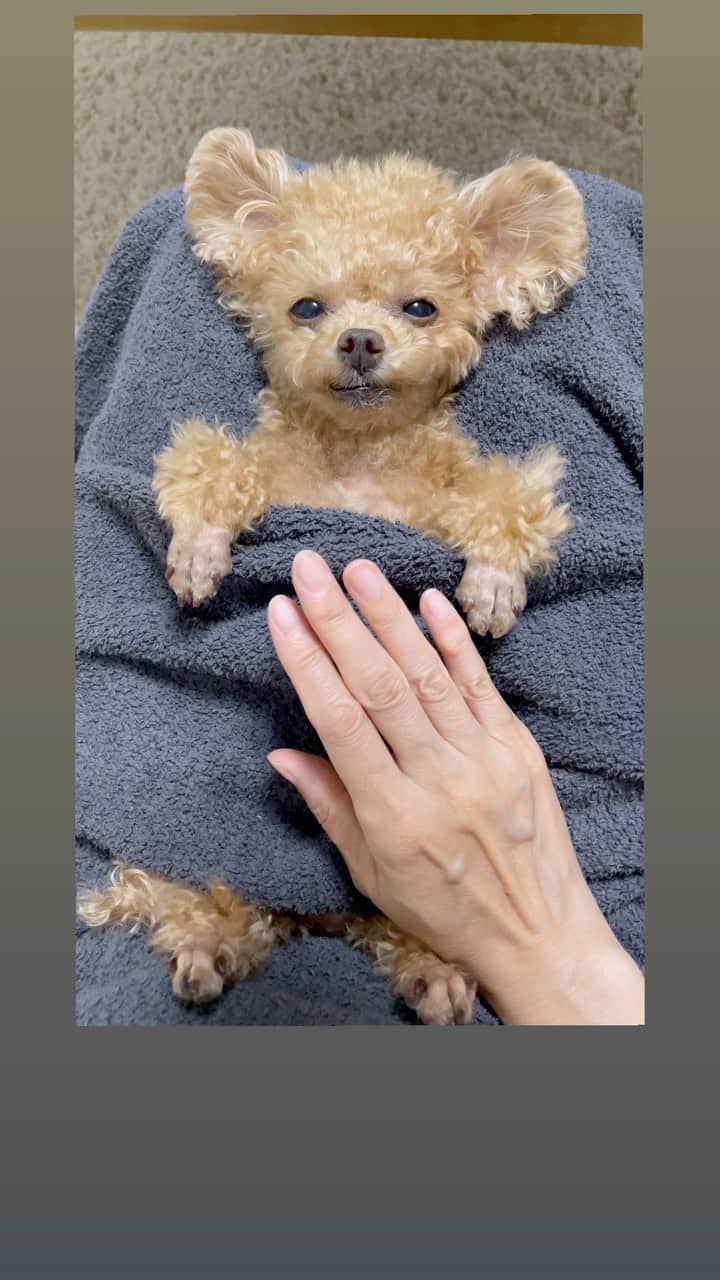 ふわのインスタグラム：「おうちでまったりちう。  #toypoodle#toypoodlegram#dogsofinstagram#instadog#doglover#doglife#cutedog#dog#fuwamama#ふわもこのふわ#ふわ#トイプードル#ふわもこ部#犬バカ部#親バカ部#犬のいる暮らし#いぬすたぐらむ」