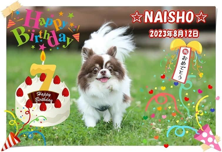 犬小屋??さんのインスタグラム写真 - (犬小屋??Instagram)「ないしょちやん、 7歳のお誕生日を迎えました🎂 この夏も楽しく過ごしています😃  #chihuahua  #chihuahuastagrams  #チワワ #チワワ大好き  #ちわすたぐらむ  #ちわわ部  #チワワ大好き  #ないしょすたぐらむ  #お誕生日 #お誕生日ケーキ  #チワワ多頭飼い @greenrose.1」8月13日 17時14分 - tiwa1109