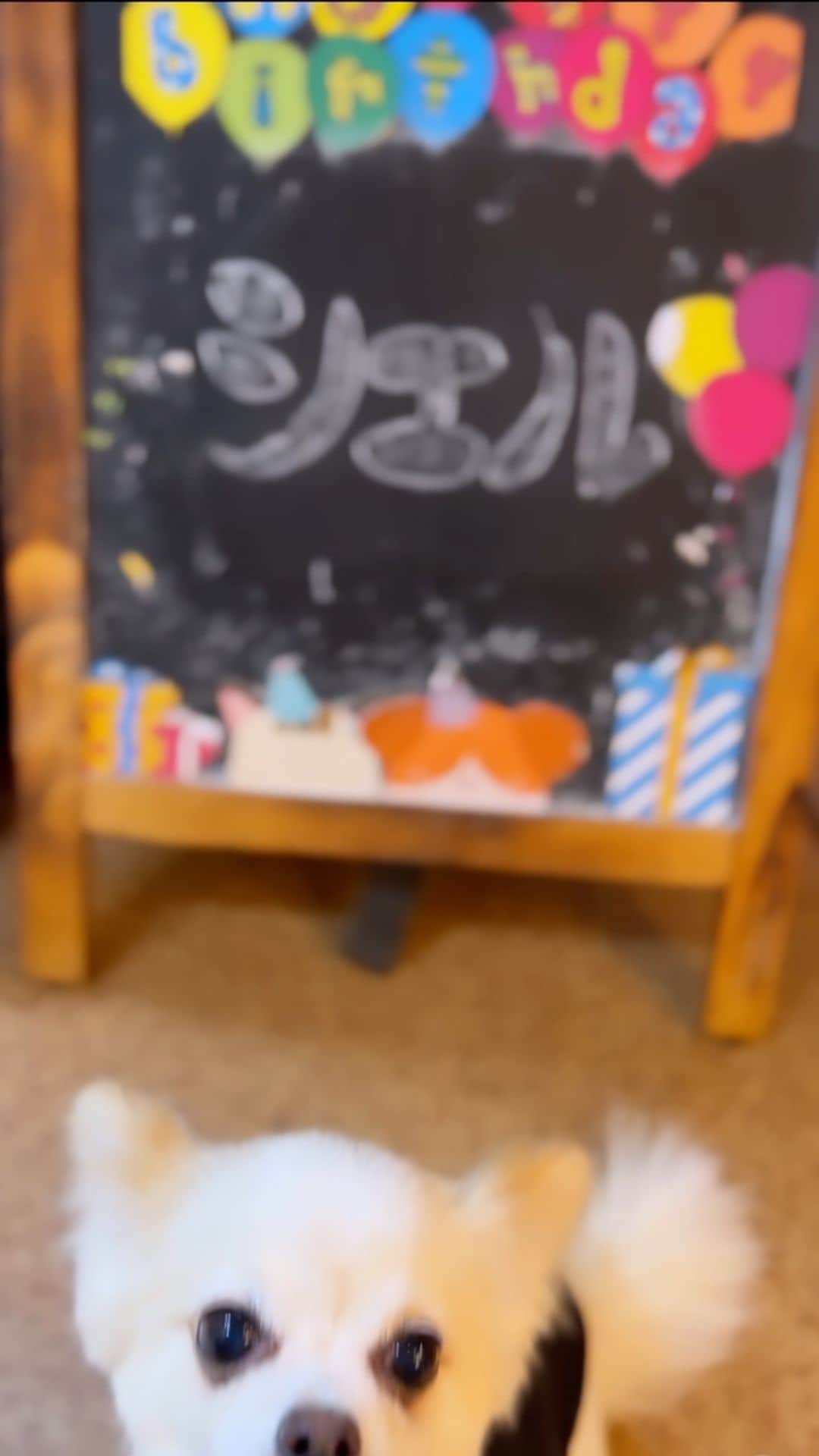 若月雅のインスタグラム：「. 2023.8.10 シエル🐶10歳🎂✨ 振り返り動画(*´ー｀*) 長編になったw . . 音楽: Gingerbread Happy Time ミュージシャン: EnjoyMusic サイト: https://enjoymusic.ai  スタジオ:@four.m.pet   #お誕生日 #チワワ #10歳 #love #🐶 #movie #dogsofinstagram  #dogs #happybirthday  ..」