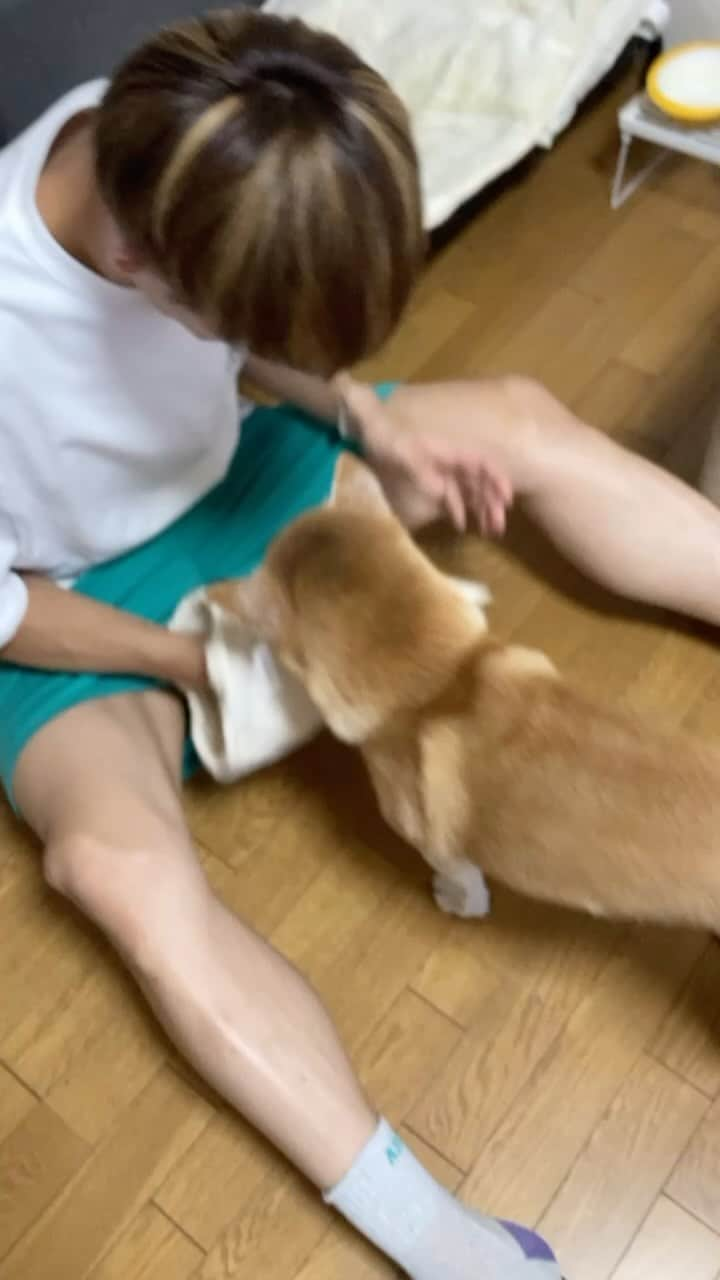 藤高宗一郎のインスタグラム：「. さくらにも差し入れありがとうございます🐕🩵 すぐ届けに行きました🚙 しっぽブンブン振り回してました🌪️ #柴犬 #さくら #TeamTHREE3」