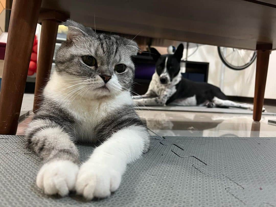 KATSUOのインスタグラム：「前におきゃつ 後ろにメイちん  #マイラブ🫶 # cats#dogs#pets#catsofinstagram #dogsofinstagram #かつおとメイ#犬と猫のいる暮らし」