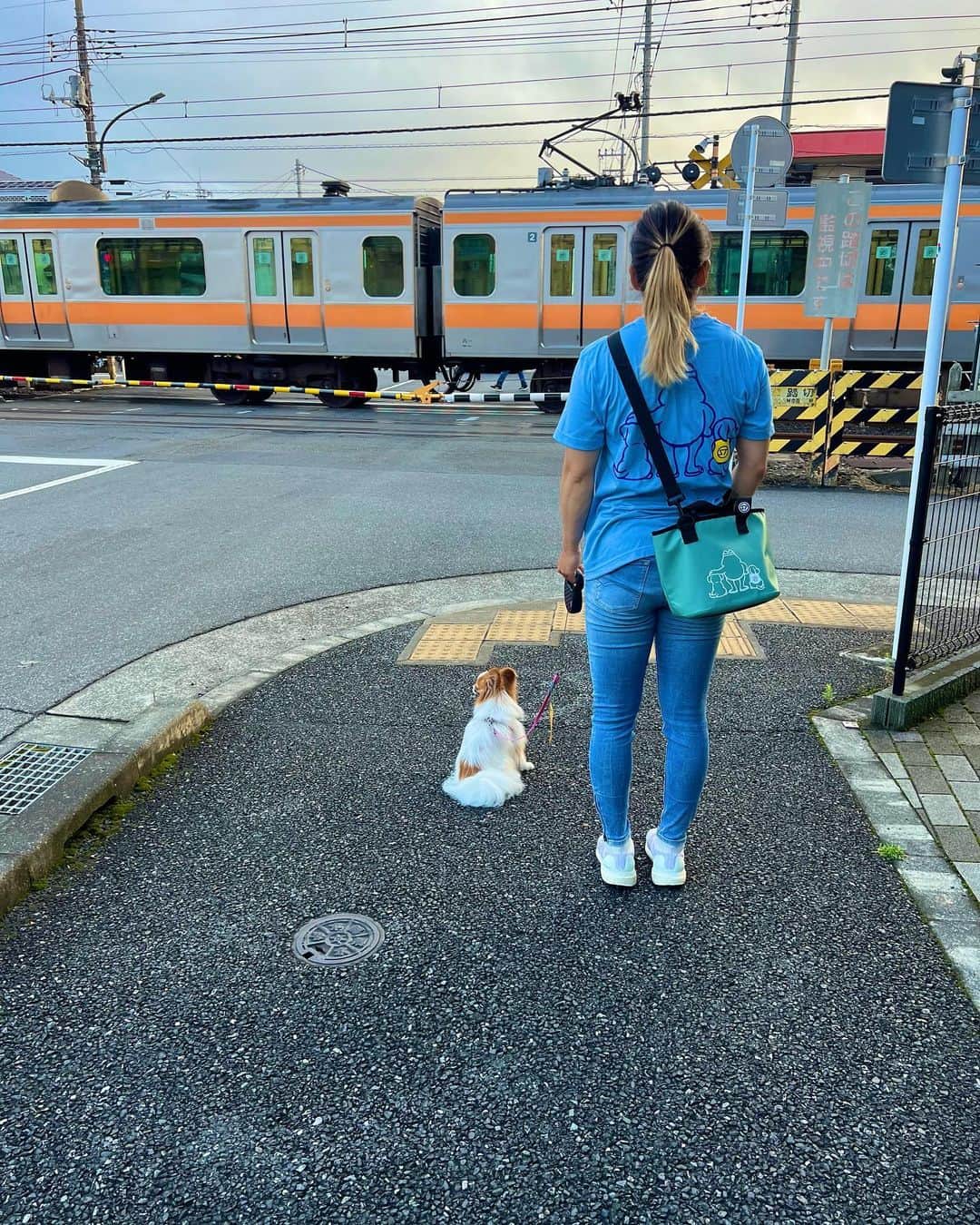 矢澤亜季のインスタグラム：「*おさんぽ…🐕🐾 . . . 我が家のお散歩バッグは#streamtrail #ドッグウォーカー 🐶 もちろんTシャツもおそろで…😙♡  #ストリームトレイル #防水バッグ #雨の日も安心  #犬のいる暮らし #犬のいる生活  #犬の散歩 #犬の散歩コーデ  #撮り鉄 #パピヨン」