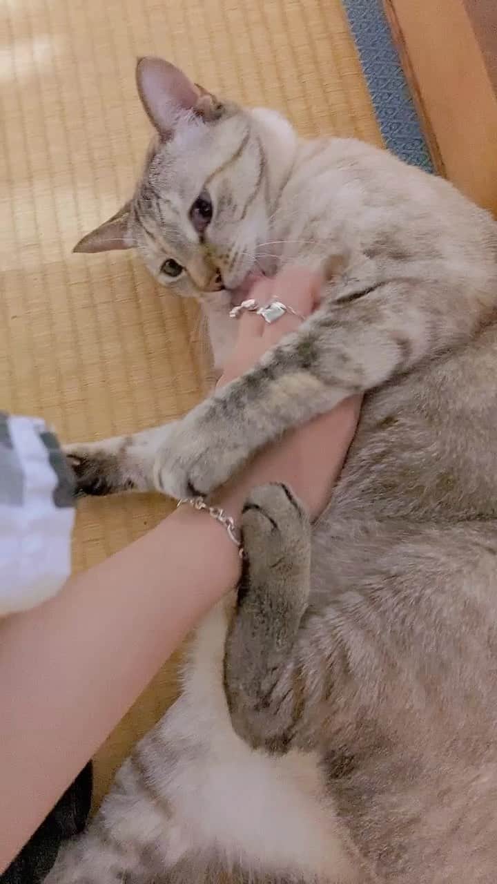 松原凜子のインスタグラム：「てんちゃんと比べると大きいのが分かるなぁ。 育ったなぁぁ☺️  #松原家のねこず  #つゆちゃん #今では1番の巨猫に #雷もへっちゃら」