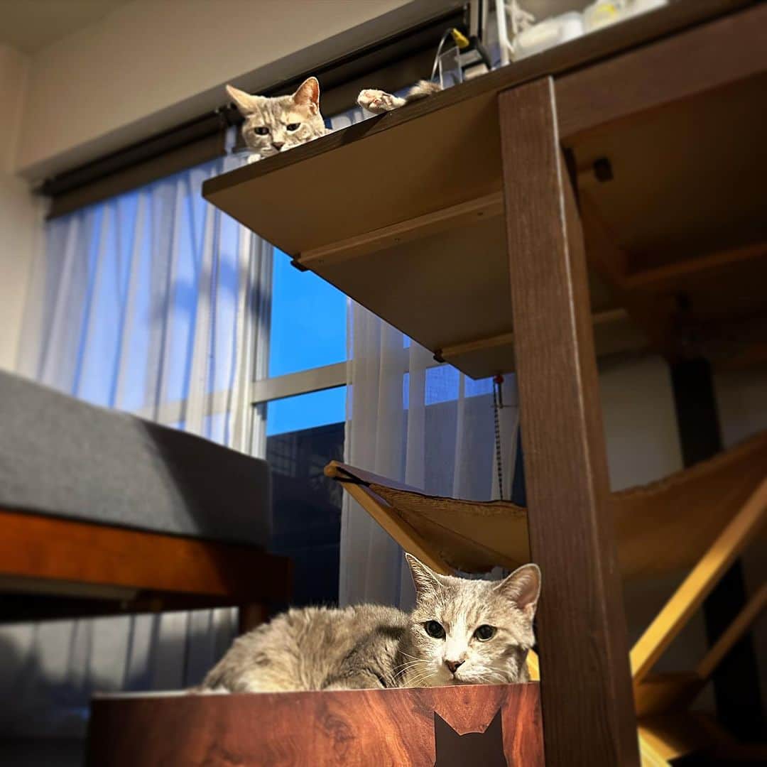 モアレ & クリエのインスタグラム：「上下でまったり中のモアクリ  #モアクリ #moacrie #ねこ #猫 #cat #catsagram #ねこすたぐらむ #にゃんすたぐらむ #猫のいる暮らし #ねこのいる生活」