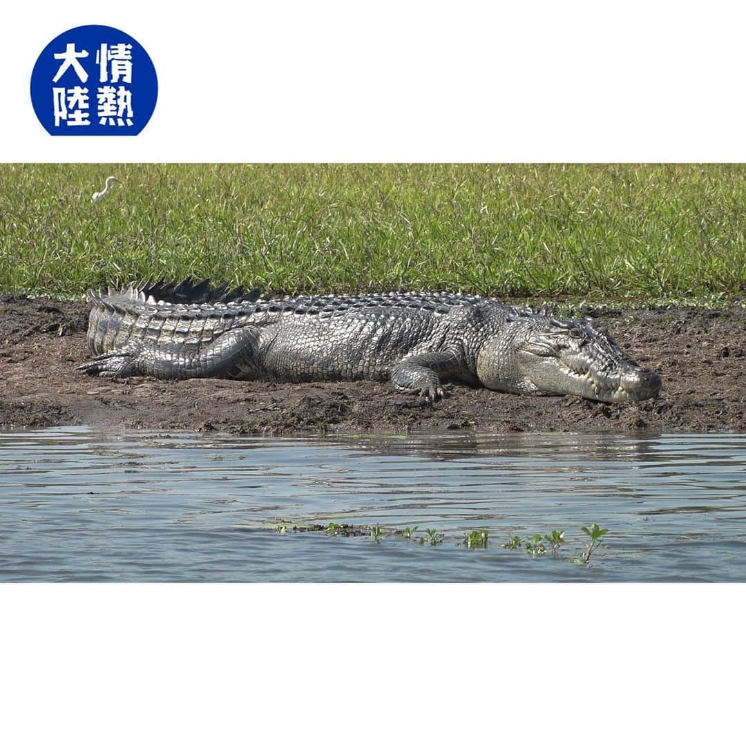 TBS「情熱大陸」のインスタグラム：「今夜11時15分スタート！ ＭＢＳ/ＴＢＳ系　情熱大陸  ワニ研究者／福田雄介  イリエワニの革はオーストラリアの貴重な経済資源だが、 一方で人と接触する事故も絶えない。 保護とのバランスをどう取るのか。  野生動物と共存する難しさは、 クマの脅威に震える日本にも通じる……  イリエワニを愛してやまない研究者の ユニークな日々を見つめた。  ＃情熱大陸 ＃福田雄介 ＃イリエワニ」