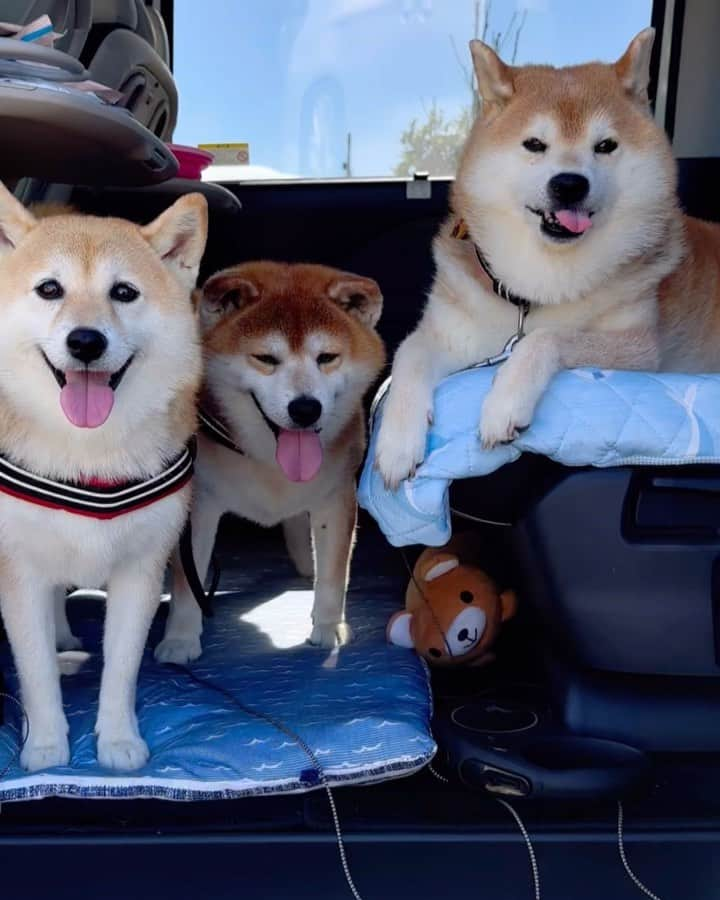 shibainu berryのインスタグラム：「Shiba paradise😆❤️ 11日に坂上どうぶつ王国 @sakagami_doubutsu で柴パラが放送されました😆 徳島では放送が無かったんですが😅TVerで見えます🙌 柴パラは近所の集まり〜インスタ見て集まってくれた友達です😊 ワンコ繋がりでワンコの話しかしないので飼い主さんの名前も職業も年齢も知らないという😅 柴犬限定にしてるわけでは決してありません😊 ただ柴犬しか集まってこないだけ…😅 別の犬種の子も全然大歓迎です❤️ ボーダーコリーやトイプーちゃんも来てるよ🎵 なぜか、柴犬は洋犬とは喧嘩になりにくい😅 多分、洋犬の子はフレンドリーな性格の子が多いからかなぁと思う😅 柴犬同士はガウガウ言いがちやけど洋犬の子とはガウガウにならないのよね〜🤔 ただ、柴犬って柴犬ならではの飼いにくさとか悩みがあって、柴パラではそんな話もよくします！ 悩みを相談しあったり(結局解決しない🤣)、社交性を高めるのにすごくいい！ べりやんも柴パラ来てからめちゃくちゃ社交性が高まった、というか犬慣れした😊 それまではガウガウ言いがちだったのがほぼ無くなり、今ではほぼ興味無し🤣 柴犬って社交性低い子多いよね⤵︎⤵︎そんな子も慣れてくる😊 友達たちのそういう成長も楽しみです❤️  お盆中の#柴パラ 😆 暑いなかありがとうございました😍 ①11日 ひめ姉さん @shibainuhime チャロ小梅 @kami.yukiyo ふっくん @fukusuke0629 ツキちゃん @1tsuki_nyanji  ②12日 ひめ姉さん @shibainuhime チャロ小梅 @kami.yukiyo ふっくん @fukusuke0629 ひーちゃん @megu_hime_nao むぎちゃん @223eee3 ③13日 ひめ姉さん @shibainuhime チャロ小梅 @kami.yukiyo ひーちゃん @megu_hime_nao むぎちゃん @223eee3 諭吉くん栄一くん @mameshiba_yukichi104  ダンくん @hamachan525 チョロちゃん @chiyoronoqichichi 遊助くんママパパ @amane_ijuin  今朝はむくみの散歩を遊助くんママが行ってくれました🤣飼い主誰〜⁈🤣ありがとうございました🥰 #犬の脾臓腫瘍 #犬の腫瘍摘出手術 #僧帽弁閉鎖不全症 #僧帽弁閉鎖不全症の犬 #僧帽弁閉鎖不全症手術済 #僧帽弁閉鎖不全症克服 #柴犬 #柴 #べりやん #べりむく #多頭飼い #徳島 #berry #shiba #shibainu  #shibainumania #ぷにっと部 #口角キュキュッと部 #チーム俺様 →部員絶賛募集中 #shiba_snap #proudshibas #instagramjapan #ふわもこ部 #pecoいぬ部 #pecotv #9gag @9gag @barked」