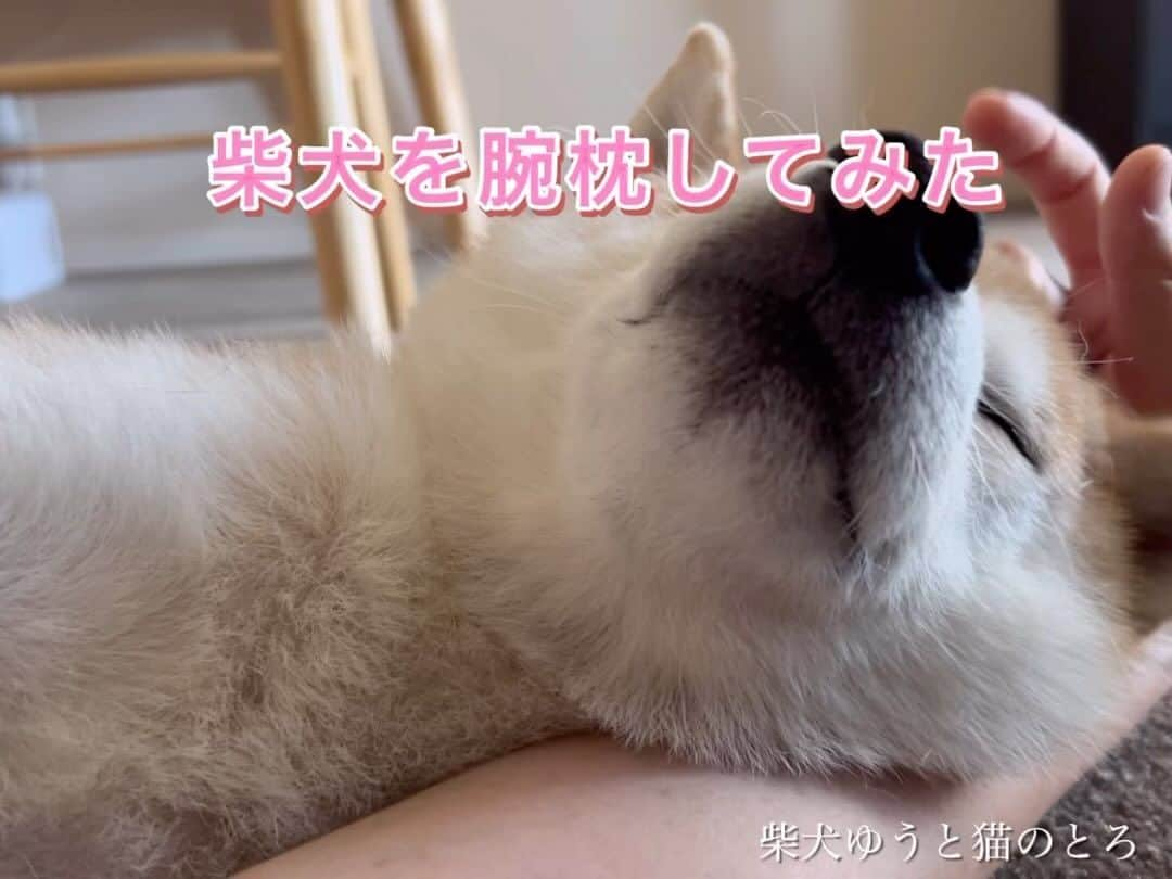 ゆうとろ（柴犬ゆうと猫のとろ）のインスタグラム：「ゴロゴロしてたら側に来て撫でて攻撃。 からのー、腕枕❤️ たまらん❤️可愛い❤️好き❤️大好き❤ 柴犬ゆう  きゅんとしたらコメント欄に『❤️』スタンプでリアクション貰えると嬉しいワンニャン🐶😸💕 　 他の投稿も気になった方は @yuandtoro をチェックしてね☑︎  #柴犬部　#猫部　#換毛期 #犬と猫どっちも飼ってると毎日楽しい  #shibainstagram」