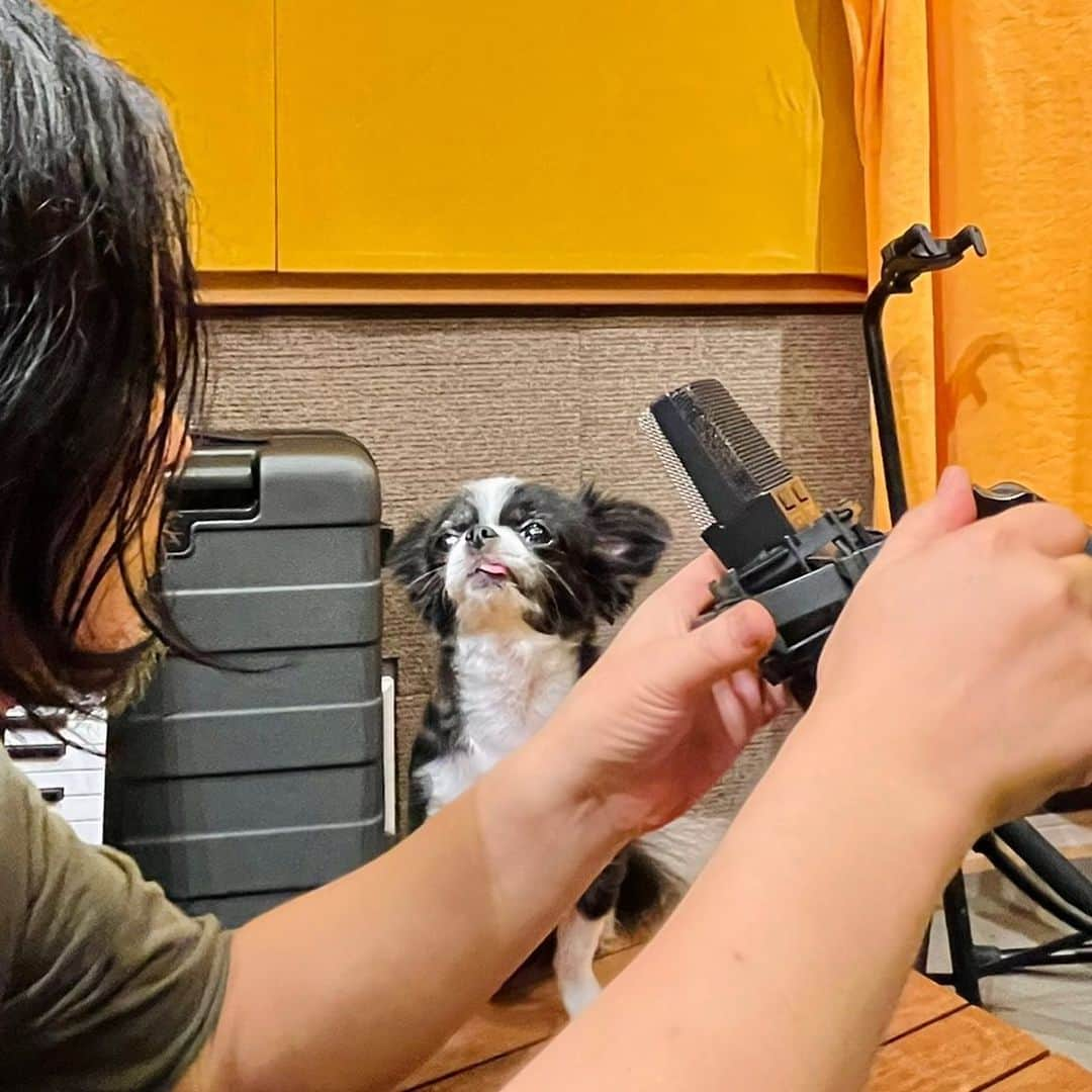 フルカワミキさんのインスタグラム写真 - (フルカワミキInstagram)「🐶「わたし、なにをうたえばいいの？　あ、マイクのたかさはそのくらいでいいです🐾」  スタジオ作業を応援に来たはずのテン氏の「ミュージシャンごっこ」に、 付き合わされる犬寝せの名人(ナカムラ氏)  #japanesechin #chihuahua #dog #mix犬　#狆　#チワワ　#イッヌ」8月13日 20時50分 - miiikiiicom