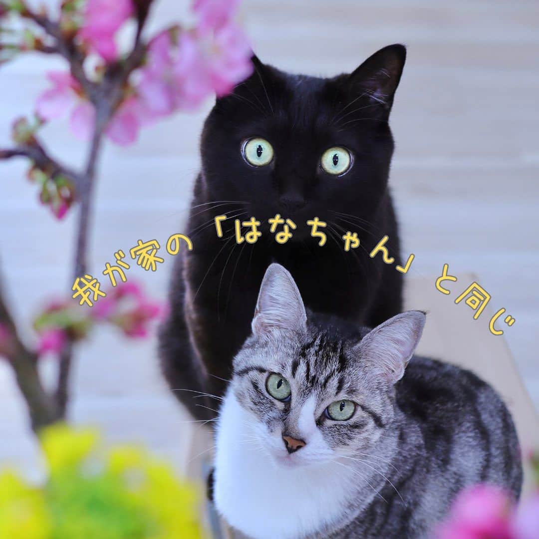 maki ogawaさんのインスタグラム写真 - (maki ogawaInstagram)「Summer Vacation!  お盆休みの方も多いのではないでしょうか。  先日、益子へドライブに行ってきました。  最初のお目当ては 益子へ向かう途中の @beniya_miyake 紅谷三宅さん。  我が家のまろくん🐈‍⬛(黒猫)と はなちゃん🐈(サバ白)と同じ柄の 猫ちゃん練り切り、 #ころころあざらし最中 を購入しました🥰  あらかじめ家からクーラーボックス ＋保冷剤を用意して大事にお持ち帰りいたしました😊  インスタで拝見してから 紅谷三宅さんに一度お邪魔したいと 思っていたので朝イチからテンション⬆️⬆️です😍  白猫ちゃんから　 シャム、ハチワレまで サンプルのあざらし🦭くん、 ペンギンちゃん🐧の練り切り、 可愛すぎます😍  ころころのあざらしくん最中は　 お願いしてから あんこを入れてくれます。 小さいのにずっしり重い、 本当にころころのあざらしくん🤣  猫ちゃん練り切りも あざらしくん最中も　 程よい甘さ🥰お茶と一緒に 美味しくいただきました😋  紅谷三宅さんの後は #益子ひまわり畑 へ。 ひまわり畑では ひまわり摘み (一人5本まで)ができます。 ことの他、夫もひまわり摘みを楽しんで 真剣に5本のひまわりを厳選しておりました。  秋にはコスモス畑が広がるそうなので せひまた秋口にも 行ってみたいと思います。  動画は長身の夫(181cm)に140cmの 自撮り棒を持ってもらい、 ドローン風にビデオを撮ってもらいました😅が、 ちょっと修行が足りないかな😅 秋のコスモス祭りまでに練習してもらおう😂  これからは益子へ行ったら 益子共販センター 道の駅 紅谷三宅さん はマストですね😆 楽しみが増えました🥰  皆さまも素敵な夏休みをお過ごし下さいね。  #紅谷三宅 #紅谷三宅さんの練り切り  #かわいい練り切り  #かわいい和菓子  #和菓子 #和菓子屋 #練りきり #ねりきりアート  #練り切りアート  #かわいいお菓子  #栃木グルメ  #栃木観光  #益子 #栃木おすすめスポット  #栃木ドライブ  #cutefood #japanesefood #japanesesweets #nerikiri #cutesweets #ねこすきと繋がりたい  #猫　#保護猫 @mallowhanna #黒猫 #blackcat」8月13日 20時58分 - cuteobento