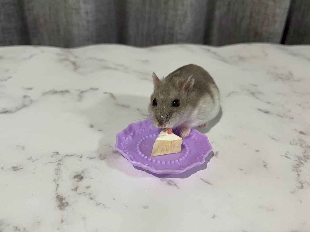 のインスタグラム：「. モカちゃんhappy birthday🍰 いつも可愛い癒しをありがとう😚」