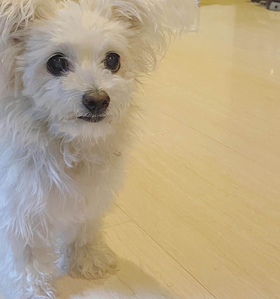 結花子のインスタグラム：「Remi🤍 . #実家　#愛犬 #レミ　 #cute  #family #dog」