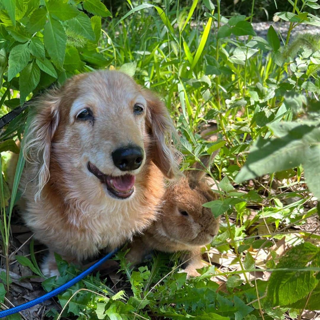 Chieko Shibutaさんのインスタグラム写真 - (Chieko ShibutaInstagram)「うじゃこ🐰です✨  たろー🐶🌈おかえり 待ってたよ！🐰✨ たろー🐶大好物🍗🍰🍉 ボク🐰は🍉 一緒に食べようね☺️ 1年前のpic夏🌻  ボク🐰はモリモリ元気💪 ピョン⤴︎ 11歳６ヶ月　 たろー🐶🌈10ヶ月（15才５ヶ月）  ✨🐰🍀🐶✨ #わんこの散歩 #dachshund #dachshunds #dachshundlove #dog #dogs #doglove #instadog #instagram #instagood #pet #pets #petsagram #cute #cutepe #cutepet #cutedog #cuteanimals #likes #smile #rabbit #ラビット #ミニュチュア #ミニュチュアダックス  #ミニュチュアダックスフント #うさぎ部 #うさぎ #ダックス #ダックスフンド#会いたい」8月13日 21時50分 - chieko.81