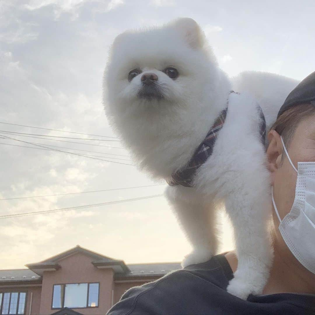 ニコちゃんさんのインスタグラム写真 - (ニコちゃんInstagram)「おぼんじゅーる❣️実家に行く際は、欠かさずにマーキングしてた塀に、一輪の百合の花が咲きましたやっほい🐻‍❄️✨ #お盆 #実家 #欠かさずマーキングしてた塀 #思い出の塀 #百合の花 #白百合 #百合の花を咲かせた男 #その名もニコちゃん #愛してるよ #ポメリズム #ポメラニアン #白ポメ #pomeranian #ありがとう」8月13日 22時45分 - nico_susukita