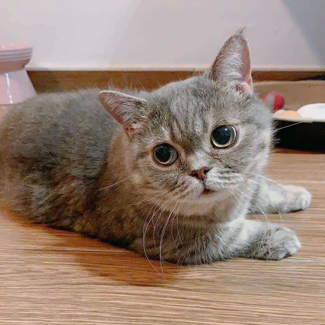 Little & Miloのインスタグラム：「( ⁽❛⁾ː⁽❛⁾ ) ᴸᴵᵀᵀᴸᴱ 天使の顔 ♡◌୨୧◌⑅⃝◌◌୨୧◌⑅⃝◌◌୨୧◌⑅⃝◌◌୨୧  #LittleMilo #littlemilo #マンチカン #短い手足 #munchkin #munchkincat #可愛い猫 #立つ猫 #寝顔 #可愛い寝 #猫のいる幸せ #猫のいる生活 #猫のいる暮らし  #猫好きな人と繋がりたい  Instagram: https://www.instagram.com/little_milo_munchkin Facebook: http://facebook.com/i.am.little.milo Twitter: https://twitter.com/i_am_littlemilo Threads: https://www.threads.net/little_milo_munchkin」