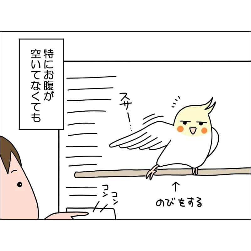 あぽりさんのインスタグラム写真 - (あぽりInstagram)「オカメインコのほっぺです♪⁡ ⁡えさ箱を叩くと食べに来る！⁡ ⁡「ご飯だよー」って言葉が通じてるみたいね🥰 ⁡⁡ ⁡詳しくは、ストーリー、ハイライト、⁡ ⁡プロフィール(@apori33 )のリンクから⁡ ⁡飛んで読んでみてください♪⁡ ⁡⁡ ⁡昨日のポストにコメントありがとうございました☺️⁡ ⁡死刑にいたる病は、私も阿部サダヲさん、嫌いになりそうでした😂😂⁡⁡⁡ ⁡再放送でマルモのおきてをやっていたので、それでまた好きになり🤭⁡ ⁡キャラクター、上映中から気になっていた映画でした。⁡ ⁡御手洗家は寝不足注意⚠️ ⁡ハッピーデスデイの2は、まだ配信されてなくて、いつか配信してくれるかな？⁡ ⁡わたしの幸せな結婚、幸せになって欲しいーーと願いながら見ています🥰⁡⁡ ⁡実写版も見てみたいな！  ⁡ #オカメインコ  #ほっぺ  #ルチノー  #ペット  #インコ  #絵日記  #絵日記ブログ  #イラスト  #イラストエッセイ  #漫画  #漫画ブログ  #あぽり  #ライブドアインスタブロガー  #ライブドア公式ブロガー⁡ ⁡⁡ ⁡」8月14日 9時47分 - apori33