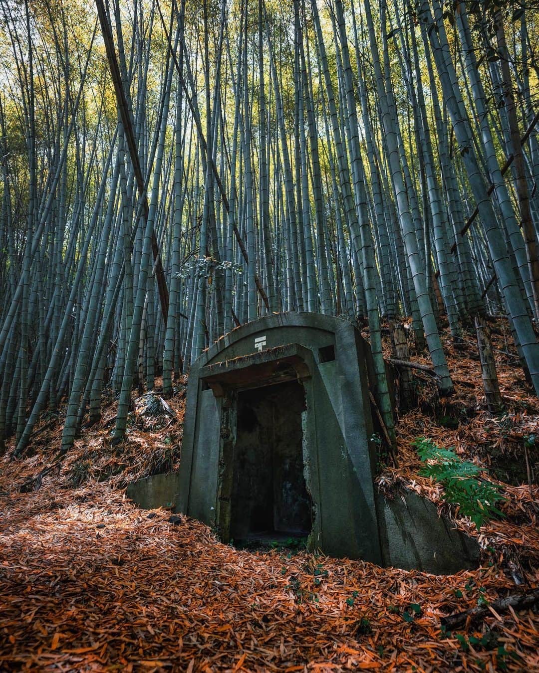 啝 （わ）のインスタグラム：「Forgotten Industrial Heritage in the Bamboo Forest of Hiroshima Prefecture Cable hat for loading wire wheel equipment of the Ministry of Telecommunications 𓆲 𓆲 𓆲 #_passion_urbex_ #abandon_seekers_ #abandoned_addiction #abandonedcreeps #all_is_abandoned #ascosi_lasciti #decay_explorers #discarded_butnot_forgotten #fadedbeautyindecay #global_urbex #gloriousdecay #grime_lords #ig_urbex #lonely_and_abandoned_2 #masters_in_decay #nature_takes_over #raw_abandoned #rsa_preciousjunk #t_m_u_c #urbex_utopia #urbex_wereldwijd #urbexhero #world_wide_urbex #廃墟 #廃墟写真 #廃墟美 #ケーブルハット」