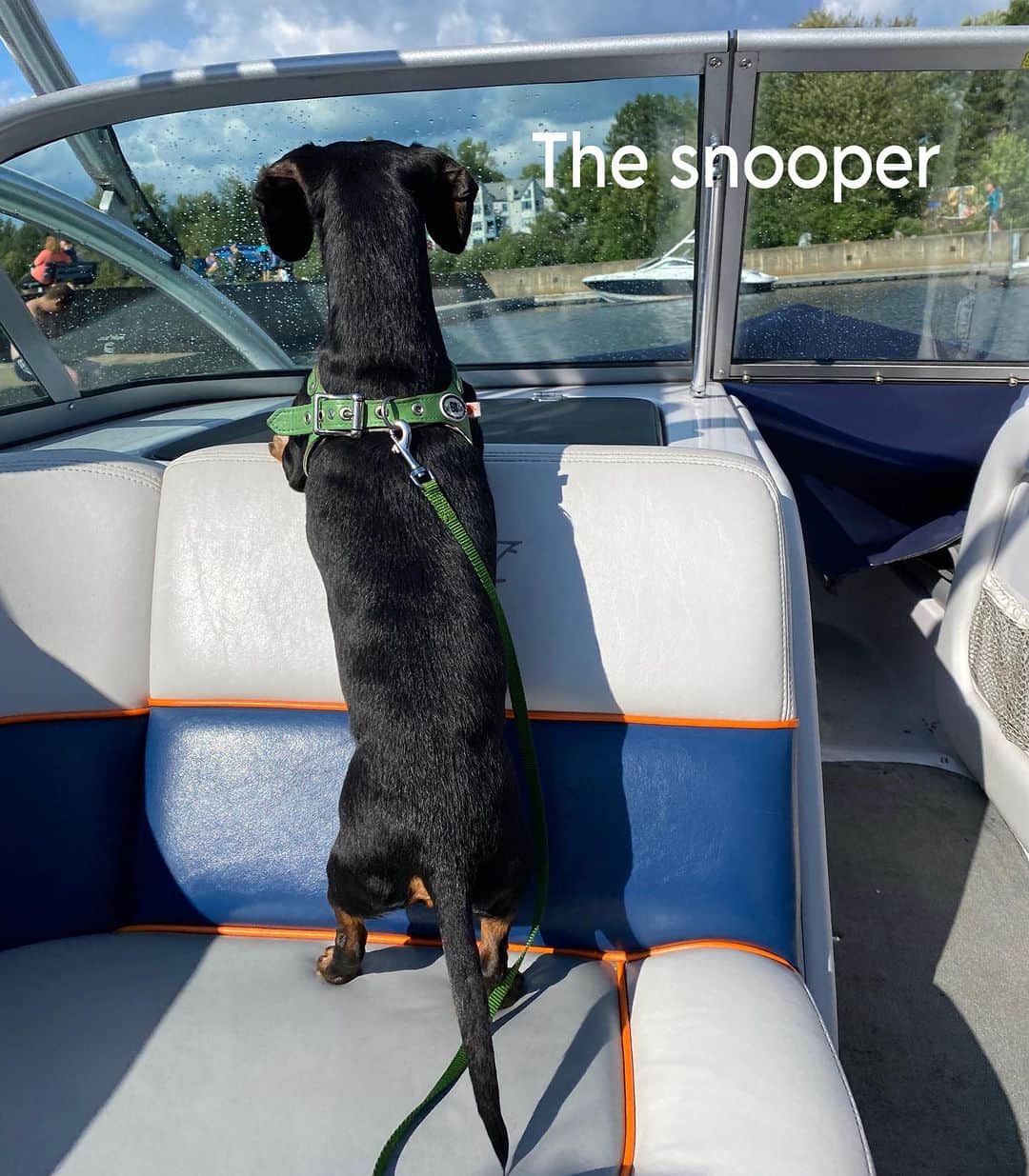 Crusoe the Celebrity Dachshundのインスタグラム：「“Boat gang!” ⚓️ ~ Crusoe」
