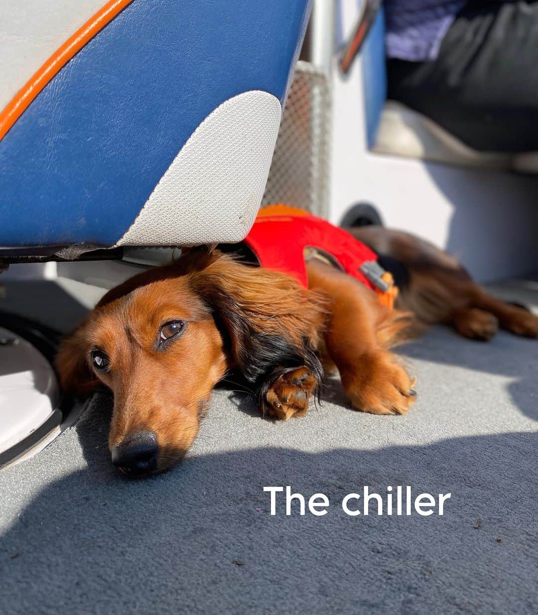 Crusoe the Celebrity Dachshundさんのインスタグラム写真 - (Crusoe the Celebrity DachshundInstagram)「“Boat gang!” ⚓️ ~ Crusoe」8月14日 1時33分 - crusoe_dachshund