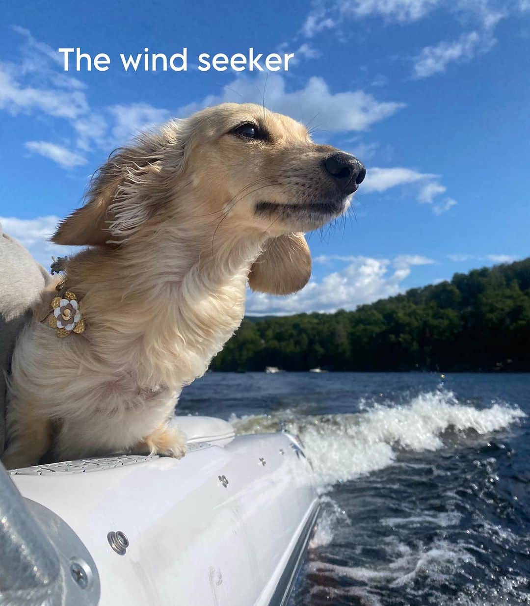 Crusoe the Celebrity Dachshundさんのインスタグラム写真 - (Crusoe the Celebrity DachshundInstagram)「“Boat gang!” ⚓️ ~ Crusoe」8月14日 1時33分 - crusoe_dachshund