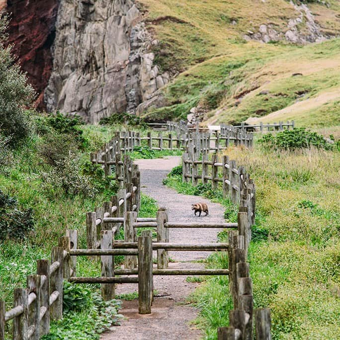 日本の国立公園さんのインスタグラム写真 - (日本の国立公園Instagram)「The breathtaking Red Cliff of Chiburijima in the Oki Islands 😮❤️  Chiburijima Island, the southernmost of the Oki Islands in Daisen-Oki National Park, boasts a stunning Red Cliff (Sekiheki) stretching for about a kilometer along its west coast. Ranging from 50 to 200 meters in height, these unique geological formations were fashioned by the erosion of a volcanic crater that erupted over 6 million years ago. Iron contained in the lava splashes repeatedly ejected during the eruption oxidized, forming the vibrant red color and striking striped pattern of the cliffs. 🌋 👀  You can get the best views of the Red Cliff either by looking down on it from the observation deck or up from the Sea of Japan via cruise. The one-hour cruise operates from April to October. Why not both? ⛵ 📸  Drop a 😍 in the comments to show your love for the Red Cliff of Chiburijima: a different kind of autumn adventure!  📍 Chiburijima Island, Shimane   📸 Sea views of the Red Cliff stretching along the west coast of Chiburijima Island 📸 Topside views of the Red Cliff 📸 An unexpected visitor on the walking path! 📸 Close-of the Red Cliff, Chiburijima Island, Shimane   #NationalParksJP #DaisenOkiNationalPark #OkiIslands #ChiburijimaIsland #RedCliff #Shimane #AmazingSights #IncrediblePlaces #BeautifulViews #Cliffs #JapanTravel #Japan #Travel #Tourism #ExploreJapan #DiscoverJapan #VisitJapan #日本 #国立公園」8月14日 10時00分 - nationalpark_japan