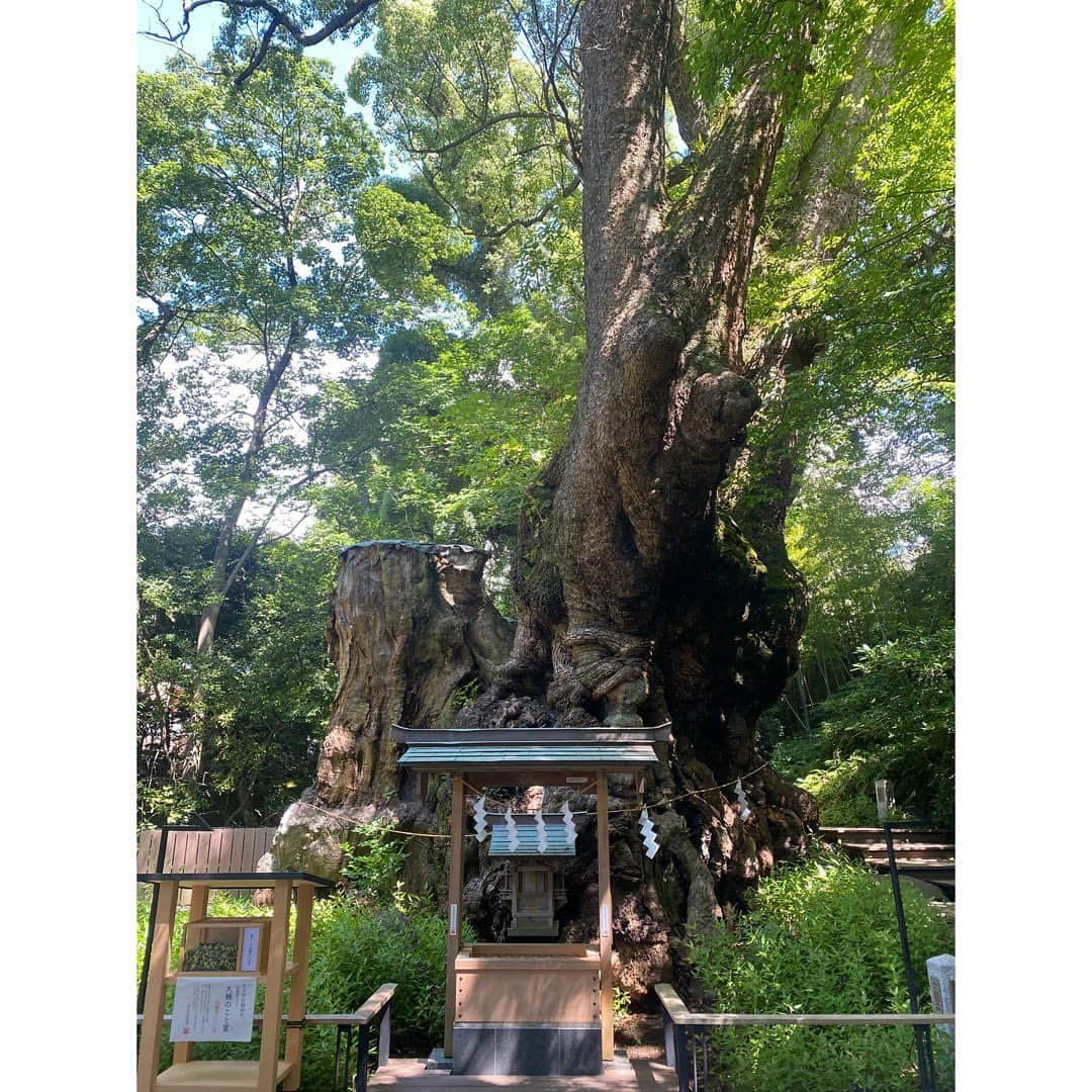 吉野史桜さんのインスタグラム写真 - (吉野史桜Instagram)「友に会いにいく静岡旅〜❶  たまちゃんに誘ってもらって、 結構急に静岡に行きました✨  とはいえ現地集合だったので、行き帰りはひとり😂😂  私は東京から小田急線とJR使って4時間くらいかけて行ったよ〜🚃  行きは熱海にほんのちょっとだけ寄り道。  まずは来宮神社へ⛩️  たまに言ってると思いますが 私はでっかい木が好きなので、 天然記念物でもある『大楠』目当てに参拝🌳  　●幹を１周廻ると寿命が１年延命する伝説 　●心に願いを秘めながら１周すると願い事が叶う伝説  があるということで、もちろん一周してきたよ😇  寿命延びたわ〜🌱✨  『大楠のことば』を引いたら 「歳寒松柏」。 焦らずってとこがカギだよなぁ🥳 ブレずに自分を生きてこう✌️  神社はそこまで広くはないんだけど、 飲食できるスペースが結構あって、みんなゆったり寛いでいる空気感がまたよかったな✨  私も麦こがしソフトクリームをいただいたよ〜🍦😋  #熱海 #来宮神社 #来宮神社の大楠 #大楠 #静岡 #麦こがしソフトクリーム」8月14日 10時16分 - shionyoshino