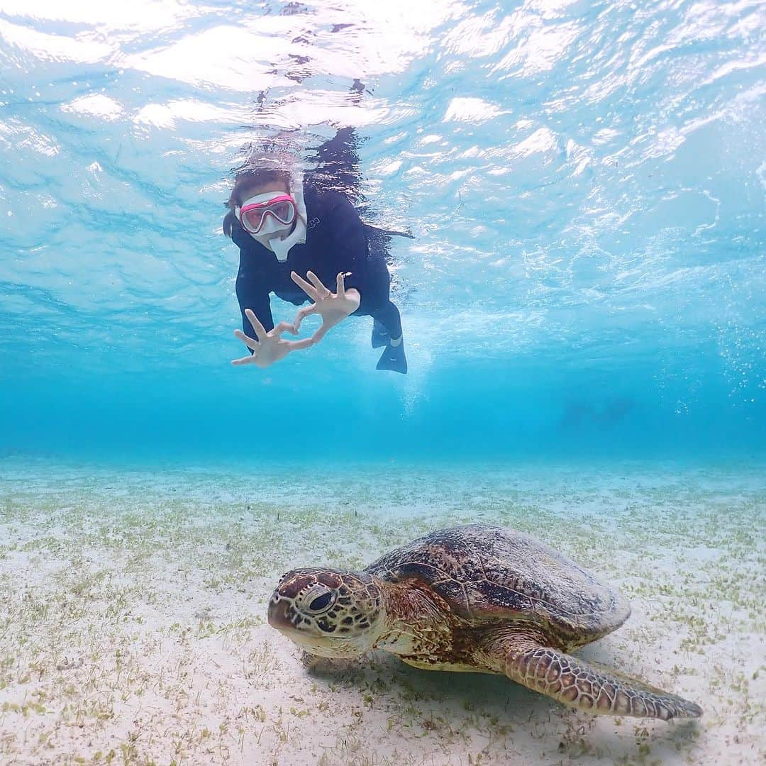 二瓶藍菜さんのインスタグラム写真 - (二瓶藍菜Instagram)「umigame🐢🪸  #海亀　#宮古島　#新城海岸」8月14日 10時09分 - aina.17