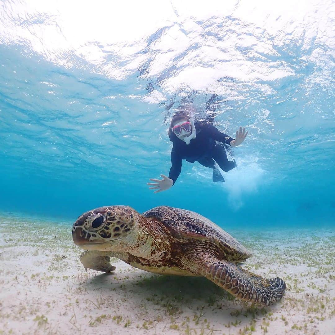 二瓶藍菜さんのインスタグラム写真 - (二瓶藍菜Instagram)「umigame🐢🪸  #海亀　#宮古島　#新城海岸」8月14日 10時09分 - aina.17