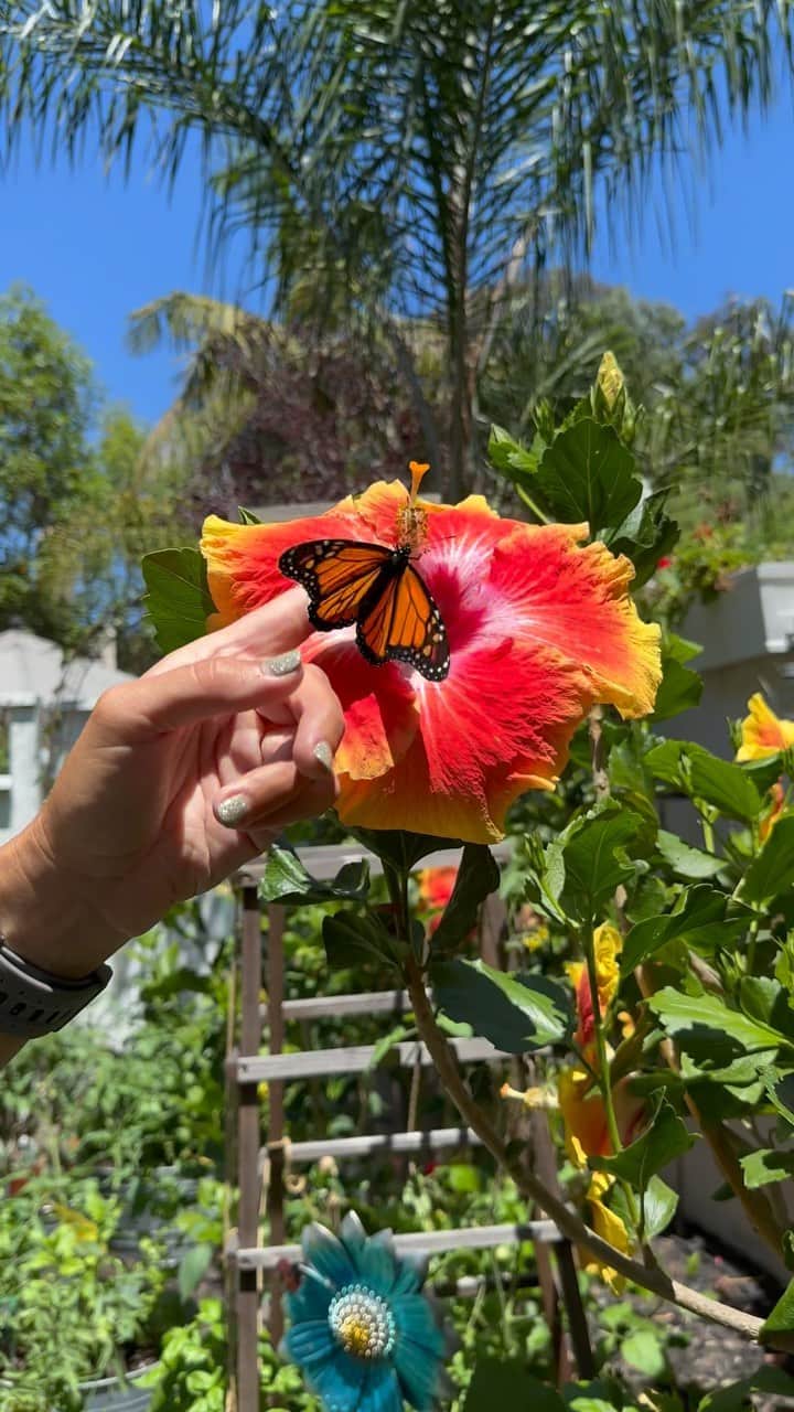 リンゼイ・ジャコベリスのインスタグラム：「Back home and perfectly in time for peak Monarch season🦋. This is a wonderful process to see unfold, not to mention how important these little pollinators are to our ecosystems 🌺 📷 @sennaleith」