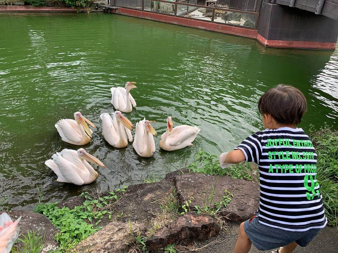 木下あゆ美さんのインスタグラム写真 - (木下あゆ美Instagram)「伊豆高原の別荘へ。娘のママ友さんに招かれました🥳  立派な別荘がステキ過ぎた  シャボテン公園は猛獣系いないけど、ペリカンにアジをあげれるよ 謎のジップラインでラマ🦙にエサを届けて 孔雀は園内で放し飼いw  なかなかワイルドな動物園  #夏休み #伊豆高原 #シャボテン公園」8月14日 7時16分 - ayumi_kinoshita13121982