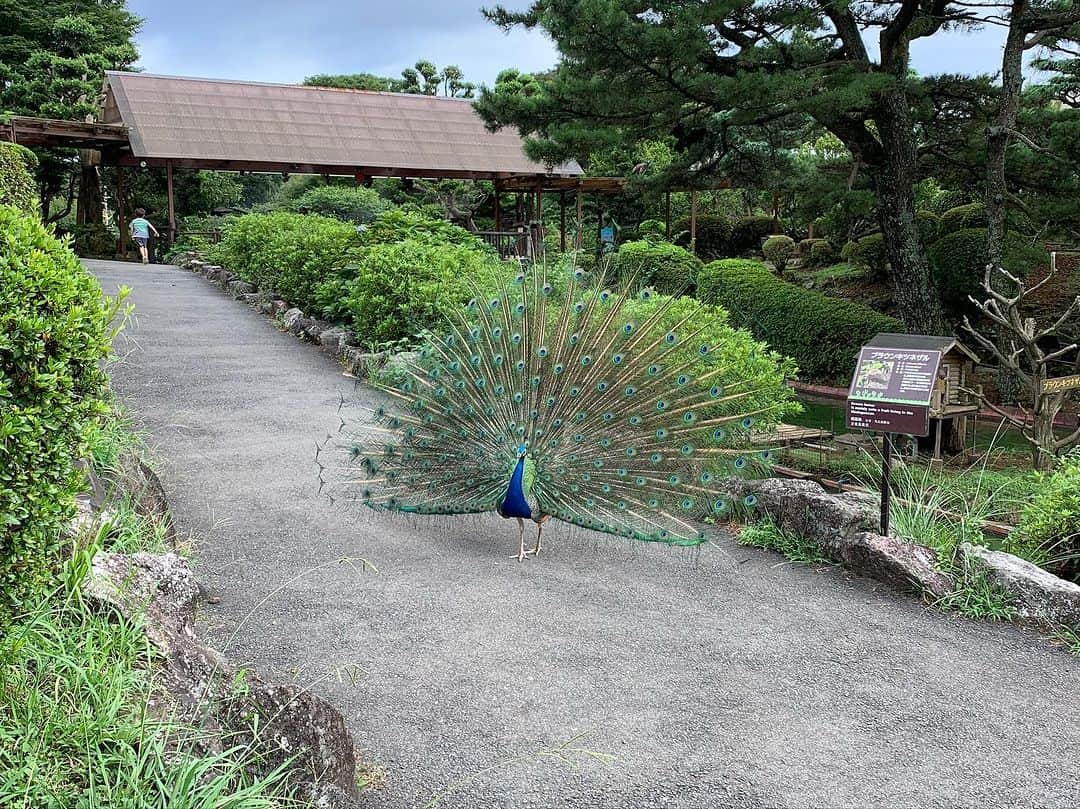 木下あゆ美さんのインスタグラム写真 - (木下あゆ美Instagram)「伊豆高原の別荘へ。娘のママ友さんに招かれました🥳  立派な別荘がステキ過ぎた  シャボテン公園は猛獣系いないけど、ペリカンにアジをあげれるよ 謎のジップラインでラマ🦙にエサを届けて 孔雀は園内で放し飼いw  なかなかワイルドな動物園  #夏休み #伊豆高原 #シャボテン公園」8月14日 7時16分 - ayumi_kinoshita13121982