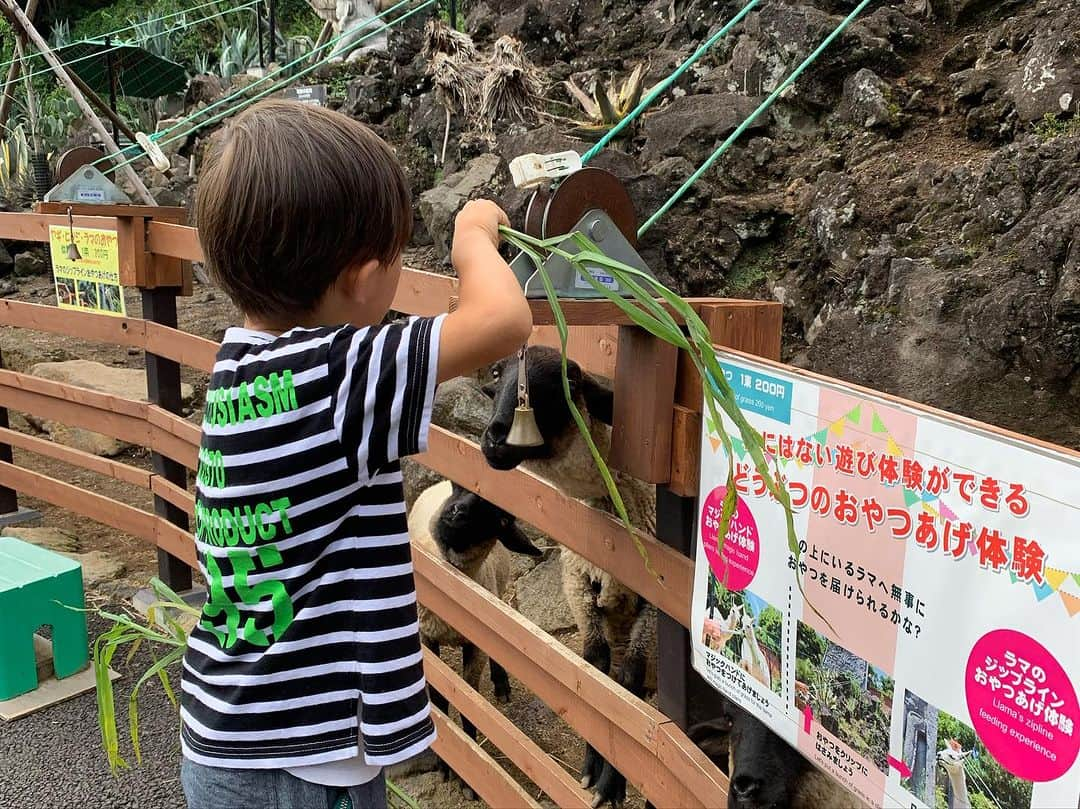 木下あゆ美さんのインスタグラム写真 - (木下あゆ美Instagram)「伊豆高原の別荘へ。娘のママ友さんに招かれました🥳  立派な別荘がステキ過ぎた  シャボテン公園は猛獣系いないけど、ペリカンにアジをあげれるよ 謎のジップラインでラマ🦙にエサを届けて 孔雀は園内で放し飼いw  なかなかワイルドな動物園  #夏休み #伊豆高原 #シャボテン公園」8月14日 7時16分 - ayumi_kinoshita13121982