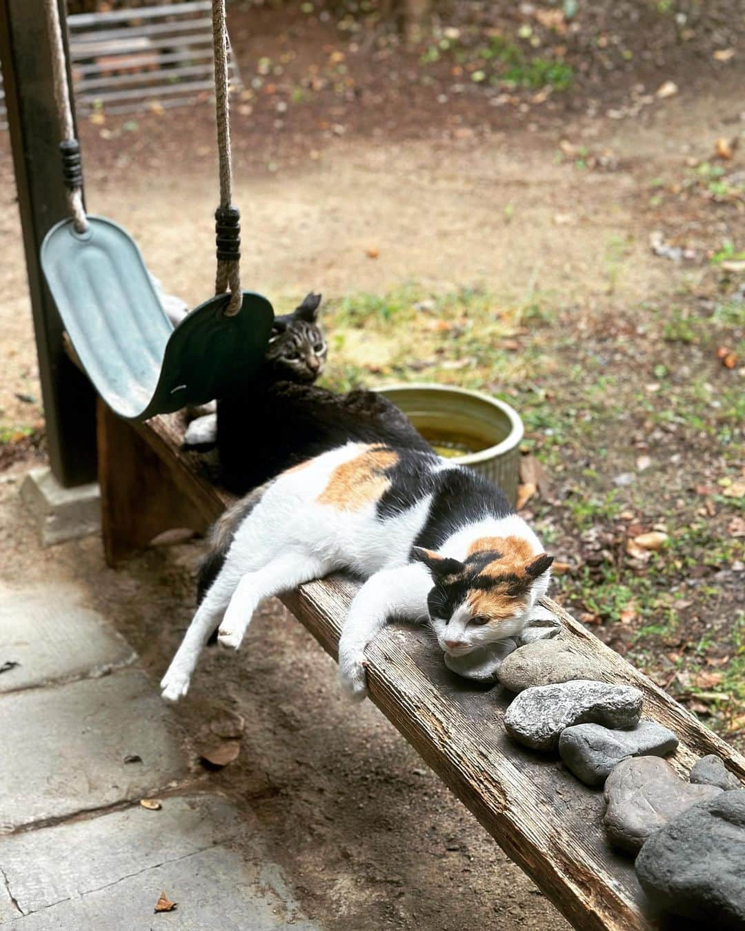 唐津裕美さんのインスタグラム写真 - (唐津裕美Instagram)「今夜から台風🌀来るから、 早くご飯食べて安全な外猫ハウス入っときやー。  #外猫コミケちゃん #豊満ボディのトラ猫トドクロちゃん  #trucknest #truck保護猫保護犬  #ペットショップにいくまえに  #地域猫  #サクラ猫 #truck不幸なワンニャンがいなくなりますように🐈 #猫 #野良猫」8月14日 17時56分 - h_i_r_i_n_k_o