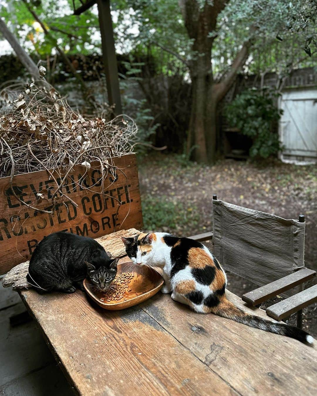 唐津裕美さんのインスタグラム写真 - (唐津裕美Instagram)「今夜から台風🌀来るから、 早くご飯食べて安全な外猫ハウス入っときやー。  #外猫コミケちゃん #豊満ボディのトラ猫トドクロちゃん  #trucknest #truck保護猫保護犬  #ペットショップにいくまえに  #地域猫  #サクラ猫 #truck不幸なワンニャンがいなくなりますように🐈 #猫 #野良猫」8月14日 17時56分 - h_i_r_i_n_k_o