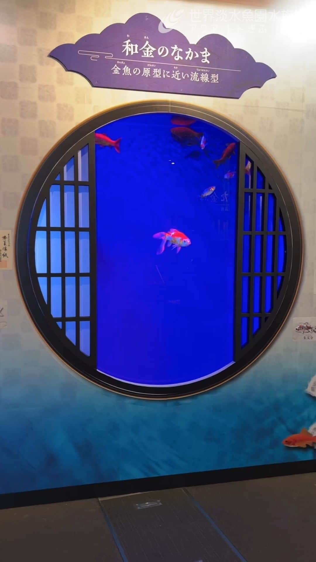 世界淡水魚園水族館 アクア・トト ぎふのインスタグラム：「今日も暑い岐阜。  気分だけでも涼やかに。  企画展の写真スポットのひとつ。ぼっ～と眺めたくなる窓の向こう。  #アクアトト #水族館 #aquarium #企画展 #金魚 #きんトト #夏のアクアトトの金魚 #オアシスパーク #河川環境楽園」