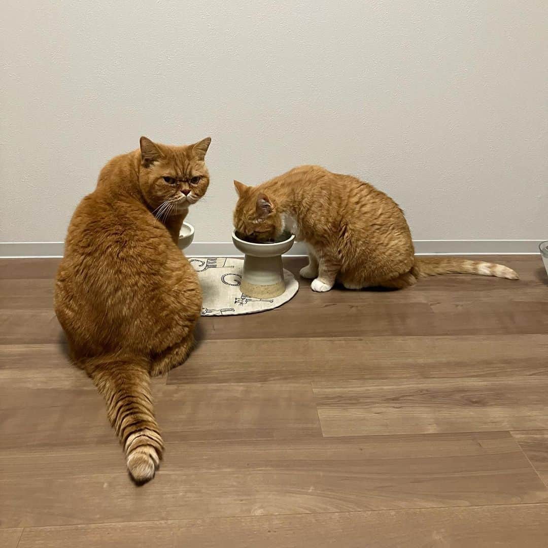 umeのインスタグラム