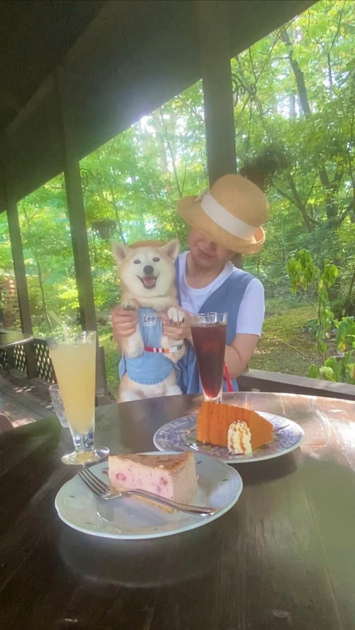 柴犬 けんしろう ゆりあのインスタグラム：「🐶☕️  旅の最後に 森の中の素敵なcafeで 癒しのtea time☕️🌿  ゆりちゃんの へんてこダンスを添えて😘  #ティータイムガルニ  #安曇野 #安曇野市」
