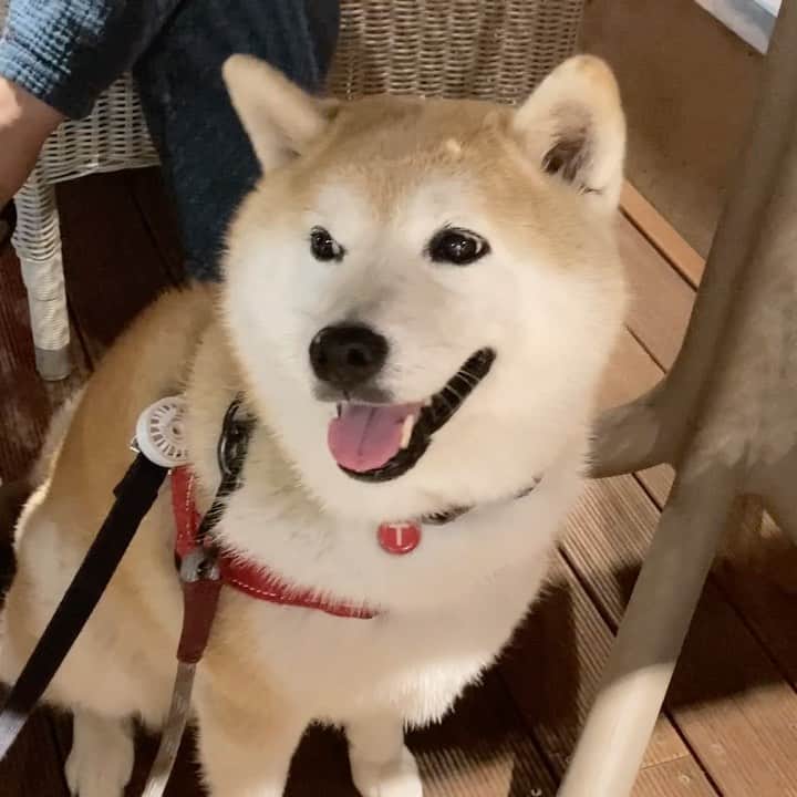 てんパパのインスタグラム